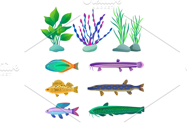 Various Algae and Marine Creatures