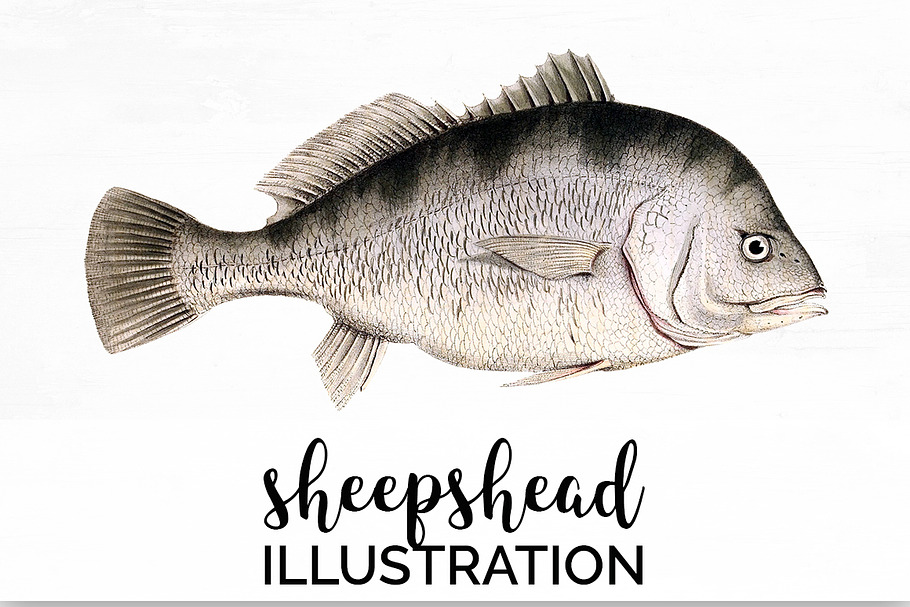 Sheepshead Vintage Fish Clipart in Illustrations - product preview 8