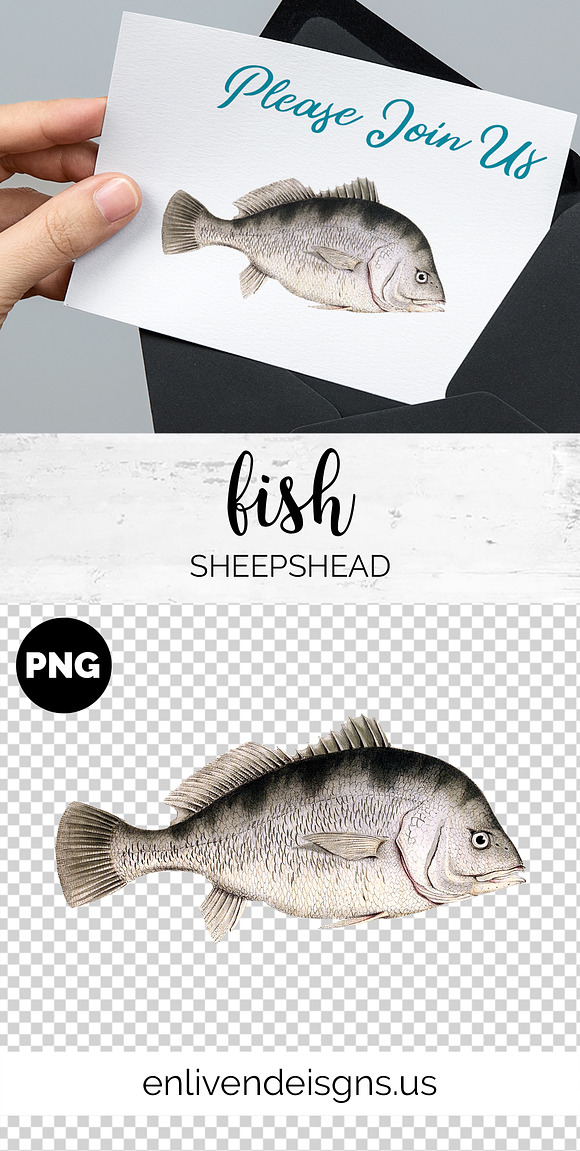 Sheepshead Vintage Fish Clipart in Illustrations - product preview 1