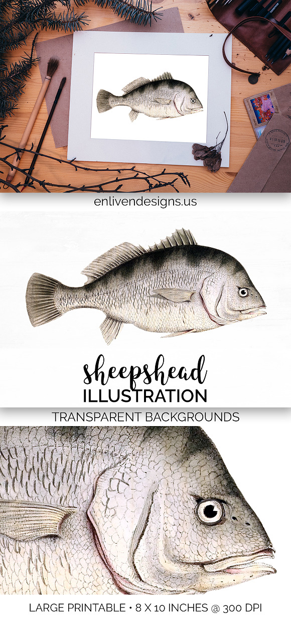 Sheepshead Vintage Fish Clipart in Illustrations - product preview 3