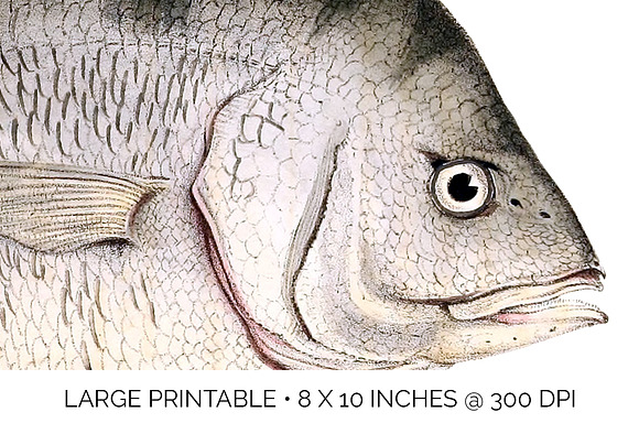 Sheepshead Vintage Fish Clipart in Illustrations - product preview 4