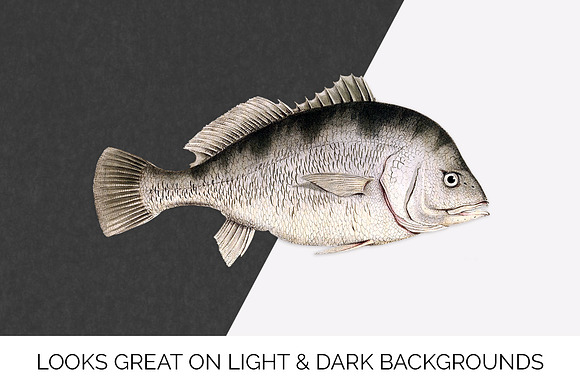 Sheepshead Vintage Fish Clipart in Illustrations - product preview 6