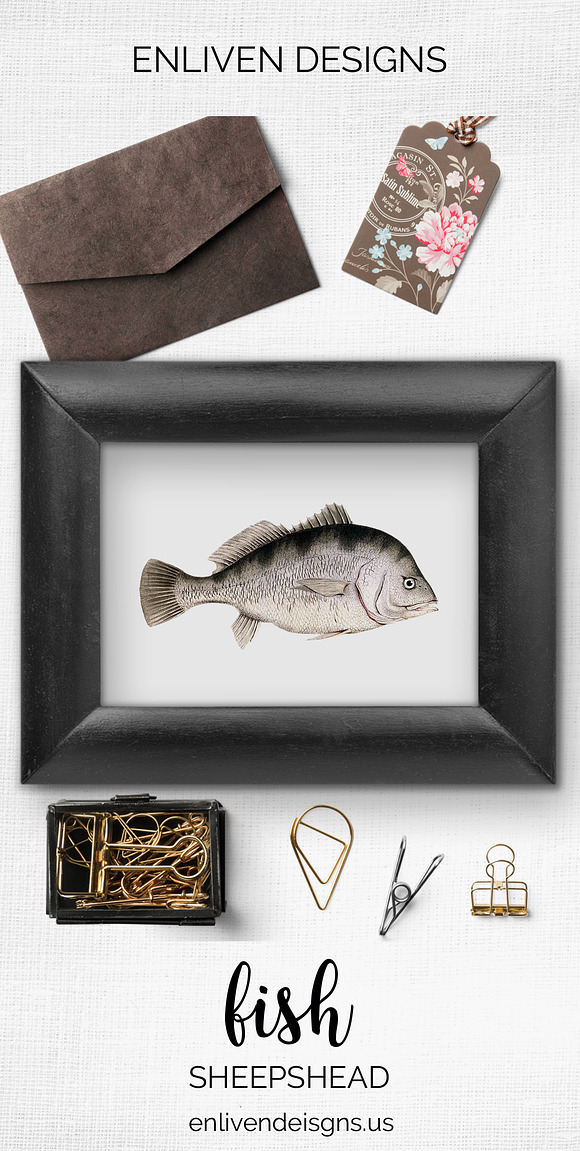 Sheepshead Vintage Fish Clipart in Illustrations - product preview 7