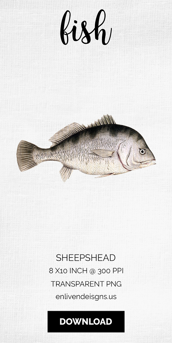 Sheepshead Vintage Fish Clipart in Illustrations - product preview 8