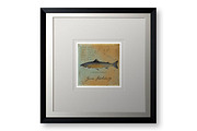 Atlantic Salmon Illustration