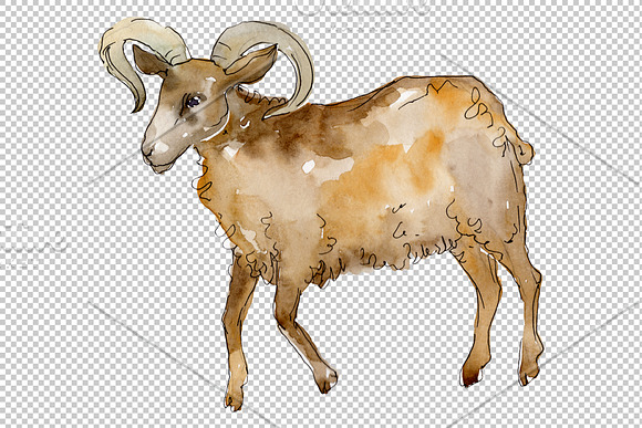 ﻿﻿Farm animals: Ram Watercolor png in Illustrations - product preview 5