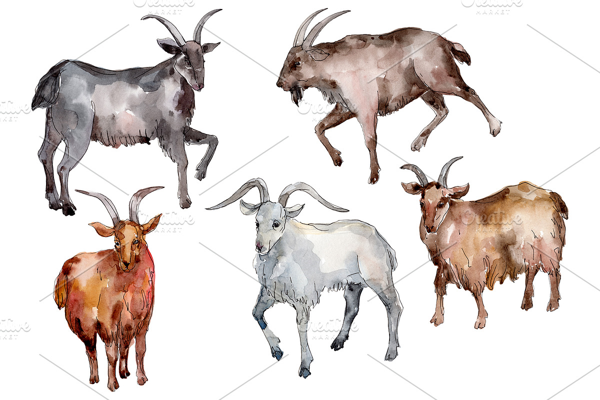 Farm animals:Goat Watercolor png in Illustrations - product preview 8