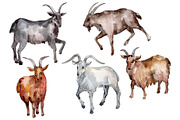 Farm animals:Goat Watercolor png