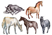 Farm animals:Horse,foal Watercolor