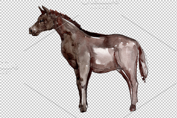 Farm animals:Horse,foal Watercolor in Illustrations - product preview 2