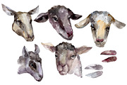 Farm animals: Ram head Watercolor pn