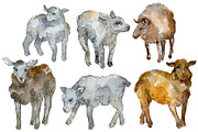 Farm animals: lamb Watercolor png