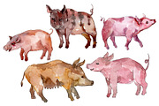 Farm animals: pig (boar) Watercolor