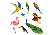 Set of tropical exotic birds.