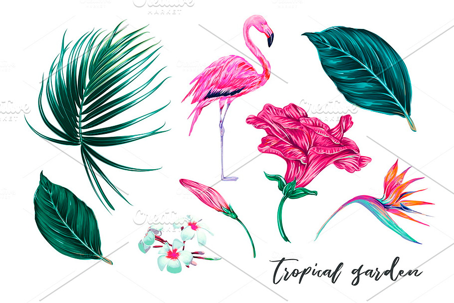 Tropical exotic illustrations in Illustrations - product preview 8