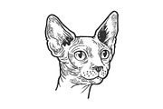 Sphynx cat animal head sketch