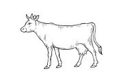 Cow rural farm animal sketch