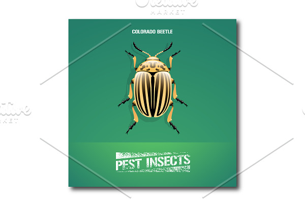 Coorado beetle vector