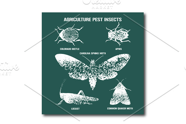 pest insects vector  illustration