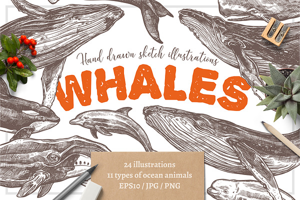 Whales Sketch Illustrations