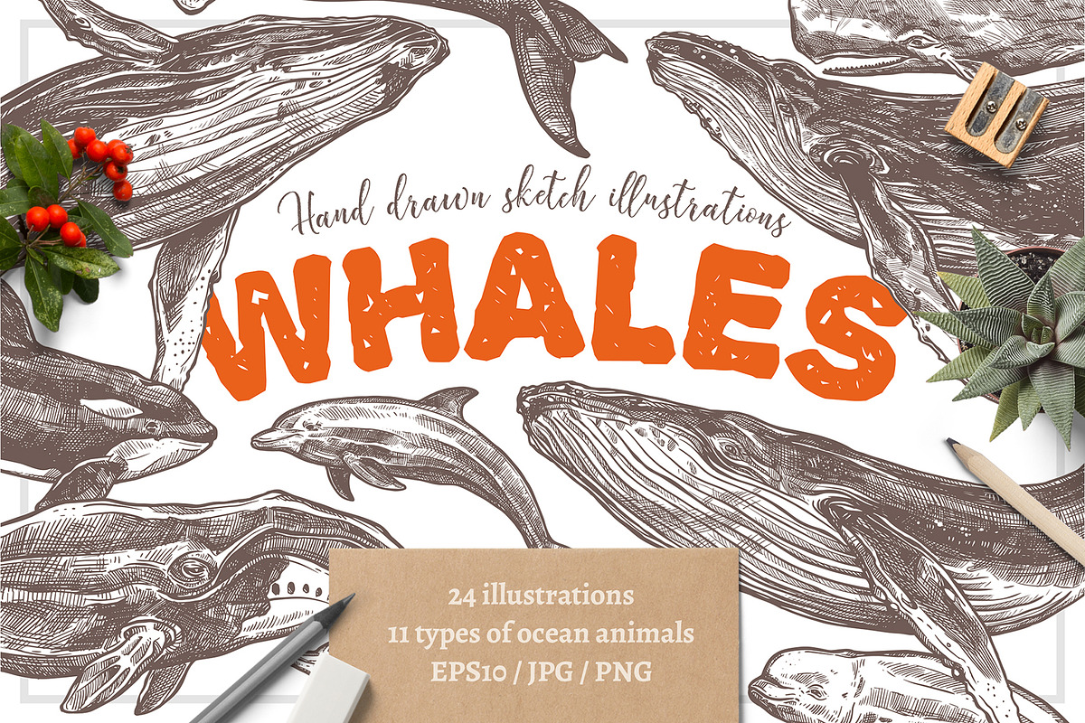 Whales Sketch Illustrations in Illustrations - product preview 8