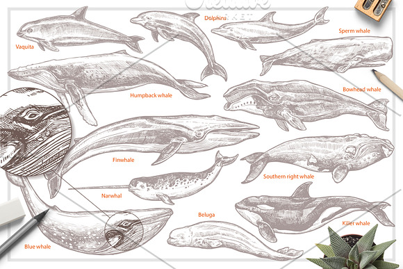 Whales Sketch Illustrations in Illustrations - product preview 1