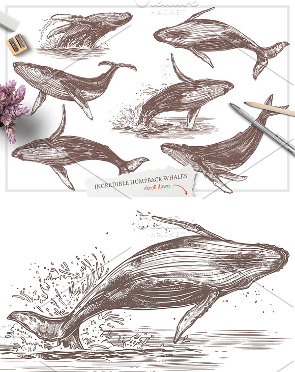 Whales Sketch Illustrations in Illustrations - product preview 2