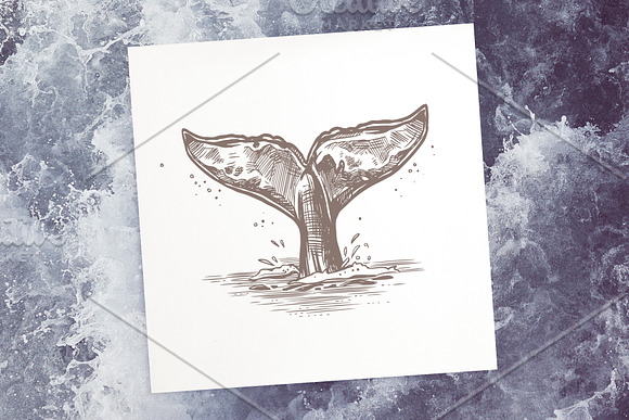 Whales Sketch Illustrations in Illustrations - product preview 4