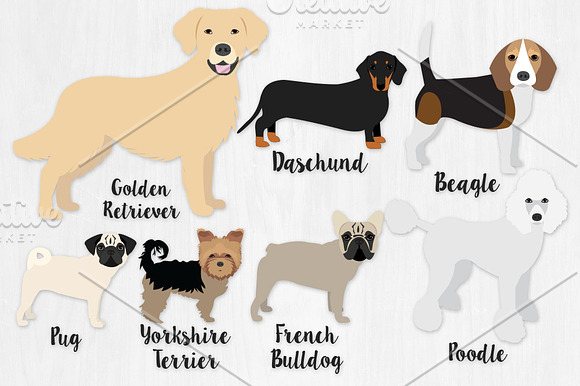Popular Dog Breeds - Revised in Illustrations - product preview 1