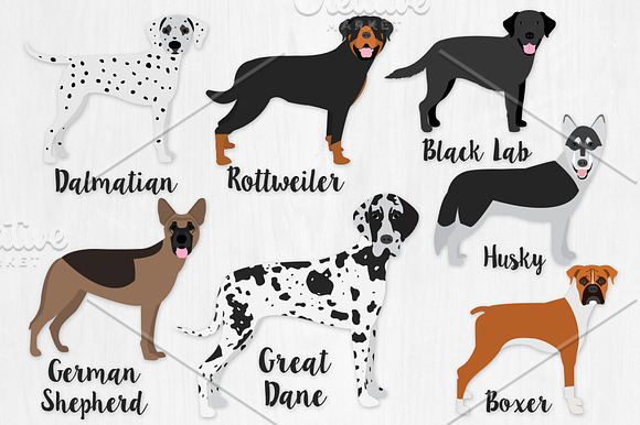 Popular Dog Breeds - Revised in Illustrations - product preview 2