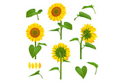 Sunflowers illustrations. Garden