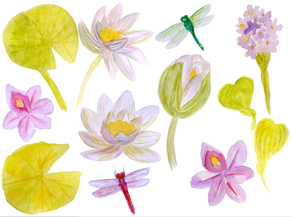 Watercolor Lily Pond Flowers in Illustrations - product preview 1