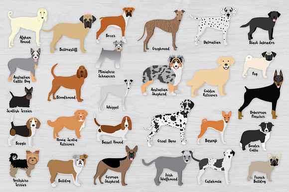 Dog Breed Clipart Bundle - Revised! in Illustrations - product preview 1
