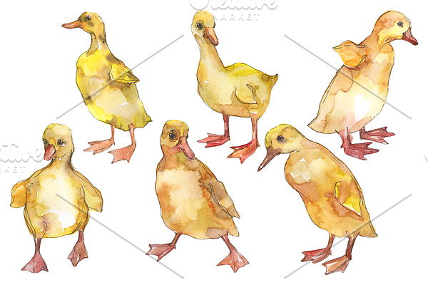 Farm animals: ducklings Watercolor