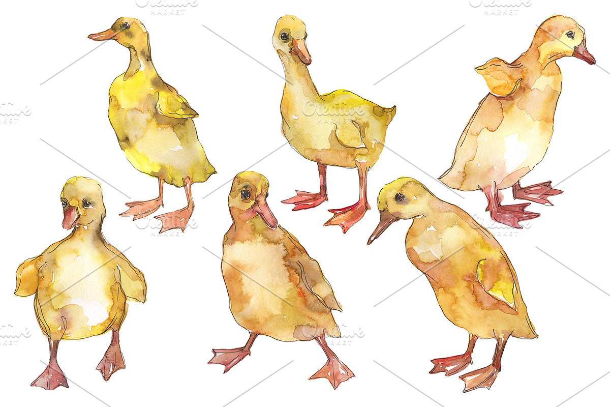 Farm animals: ducklings Watercolor in Illustrations - product preview 8