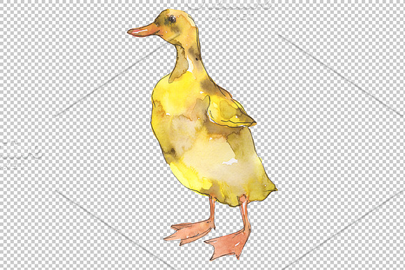 Farm animals: ducklings Watercolor in Illustrations - product preview 3