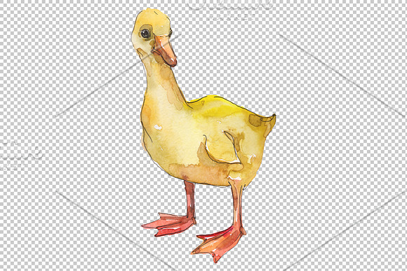 Farm animals: ducklings Watercolor in Illustrations - product preview 4