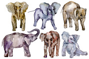 Elephant Watercolor png