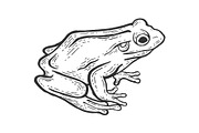 Frog animal sketch engraving