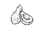 Avocado sketch engraving vector