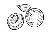 Apricot sketch engraving vector