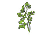 Cilantro parsley herb color sketch