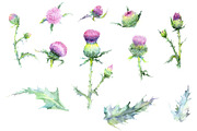 Thistle Watercolor png