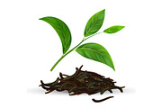 Fresh And Dry Vector Green Tea