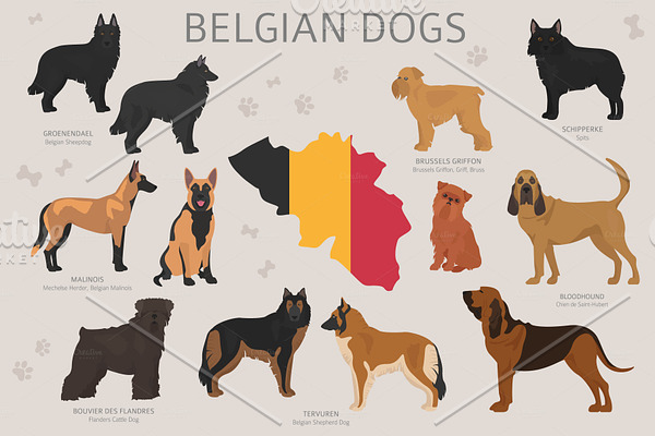 Belgian dogs