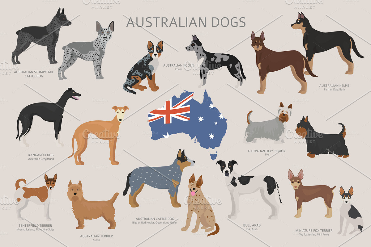Australian dogs in Illustrations - product preview 8