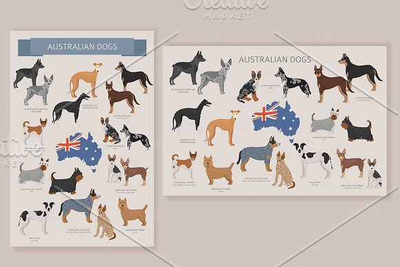 Australian dogs in Illustrations - product preview 1