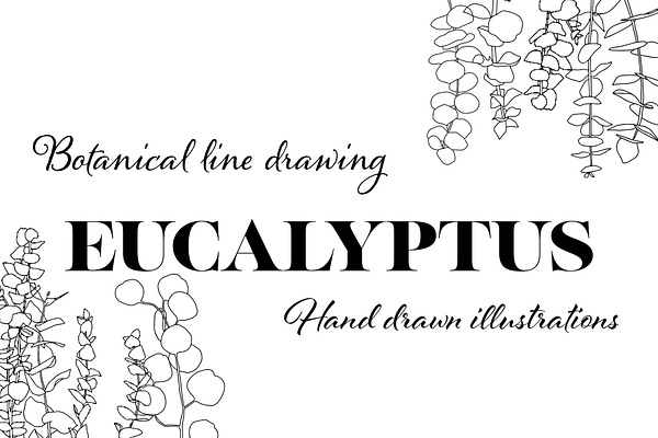 Botanical line drawing - EUCALYPTUS