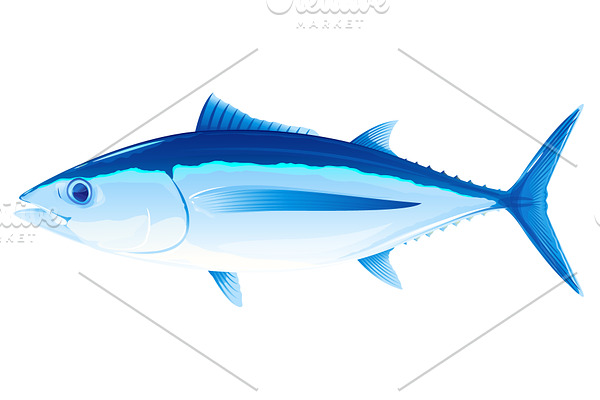 Albacore tuna fish
