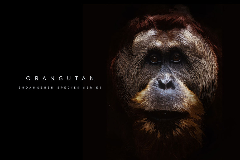 Endangered Orangutan Illustration